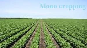 Difference Between Mixed Cropping And Intercropping