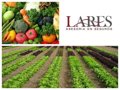 Seguros Para El Cultivo Lares El Seguro Agrícola Que Creamos En Lares Asesores Protege Cultivos