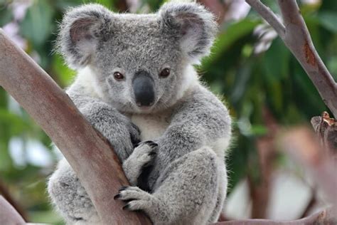 Caracteristicas Del Koala Explicacion Para Ni Os Uno