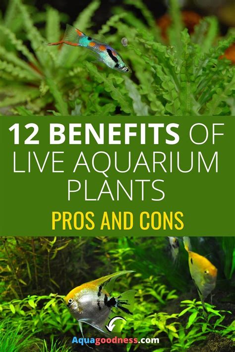 Benefits Of Live Plants In An Aquarium Pros And Cons Freshwater