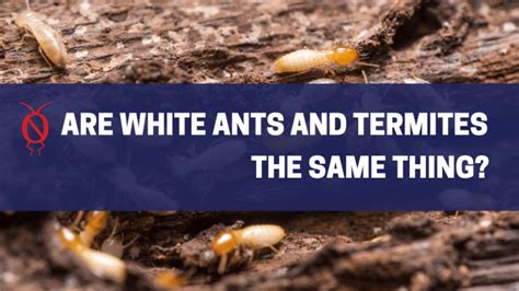 Are White Ants And Termites The Same Thing Paragon Pest Management