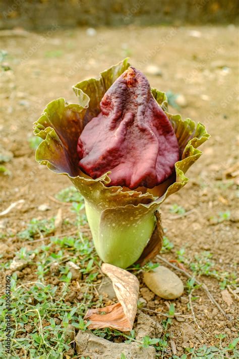 Amorphophallus Titanum Life Cycle