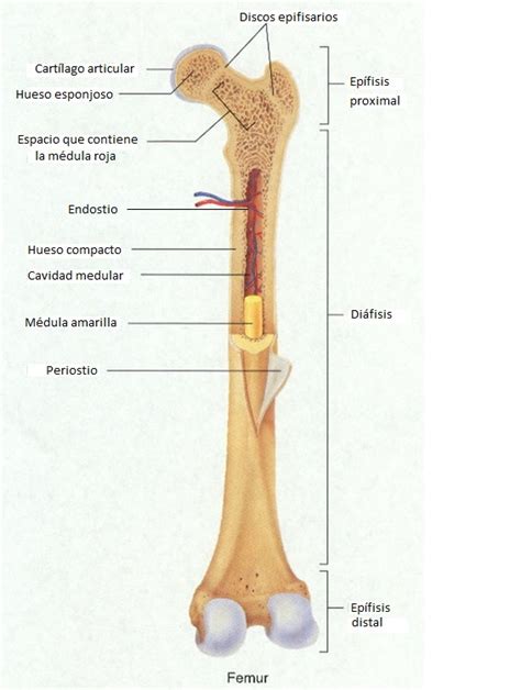 Biología Humana TIPOS DE HUESOS