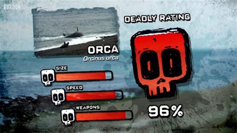 Orca | Deadly 60 Wiki | Fandom