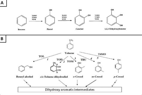 Les Voies De D Gradation Du Benz Ne A Et Du Tolu Ne B A Voies De