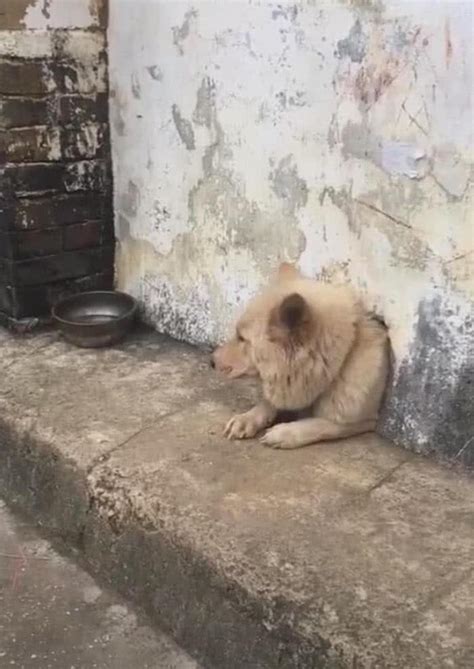 狗狗躲在狗洞中只留有一颗头在外面路人看去瞬间担心起它