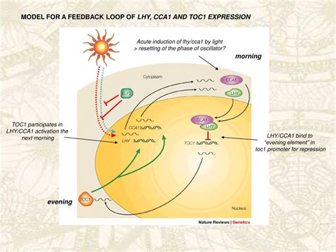 Ppt Circadian Rhythms In Plants Powerpoint Presentation Free