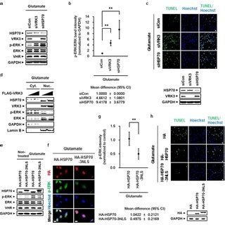 VRK3 Mediated Nuclear Localization Of HSP70 Is Crucial For Inhibition