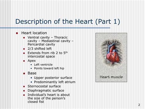 Ppt The Heart Powerpoint Presentation Free Download Id 6725514