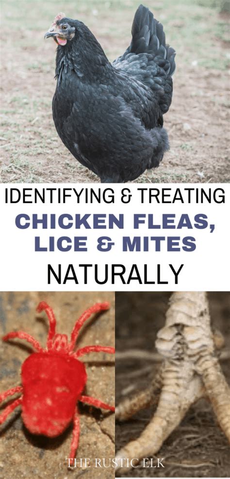 Treating Chicken Fleas Lice And Mites Naturally Chicken Diy Homestead