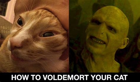 How To Voldemort Your Cat « Eggwork | Original videos & silliness