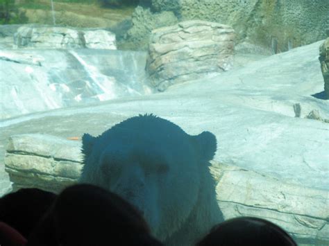 San Diego Zoo Polar Bear 1 by BigMac1212 on DeviantArt