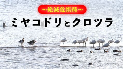 【絶滅危惧種】ミヤコドリとクロツラヘラサギを観察 冬鳥 癒しの野鳥 野鳥観察 野鳥vlog 鳴き声 解説 図鑑 大潮の干潟 Youtube