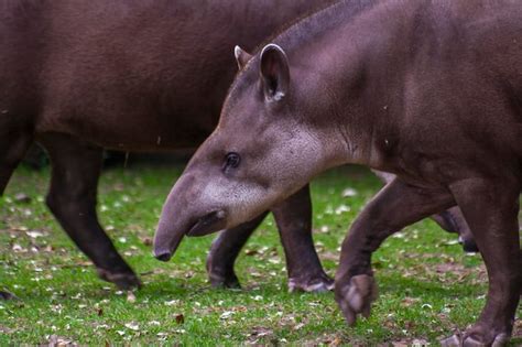 Premium Photo | Close-up of tapir standing on grass