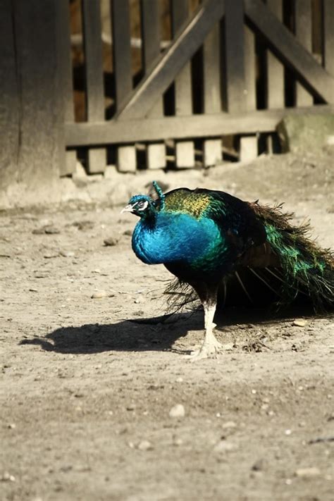 Kostenlose Bild Albino Pfau Feder Gefl Gel Vogel Natur Tierwelt