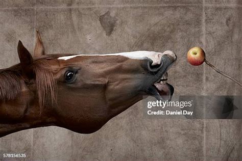 Horse Eating Apples Photos and Premium High Res Pictures - Getty Images