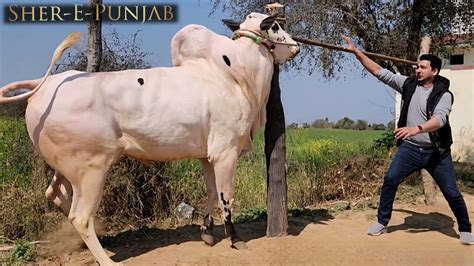 Dera Fouji Sultan Mirwal Extremely Dangerous Fateh Jang Bulls