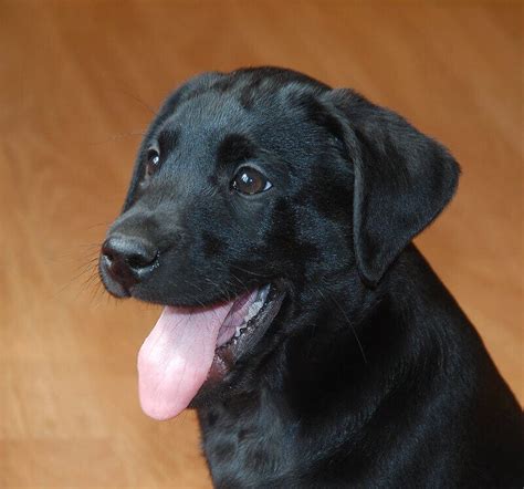 Top 150 Female Black Lab Names For Your Cute Female Black Lab