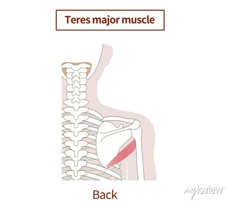 Illustration Of The Anatomy Of The Teres Major Muscle Posters For The