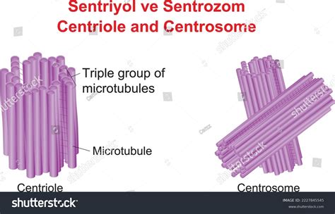 Centrioles Function