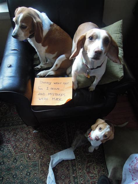 Beagle Hat Trick - Dogshaming