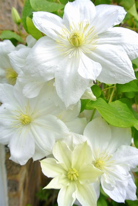 Beautiful Clematis The Bride White With Yellow Stamens