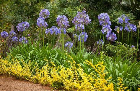 African Lily Facts And Health Benefits