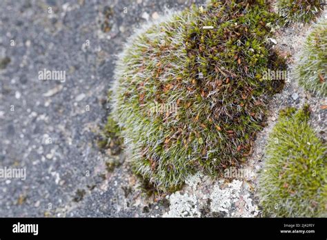 Delving Into The Realm Of Grimmia Macrotheca A Fascinating Moss