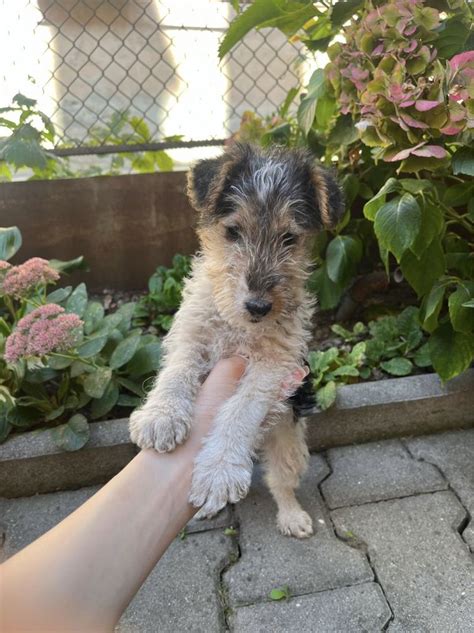 Pui Fox Terrier cu pedigree Brașov Brasov OLX ro