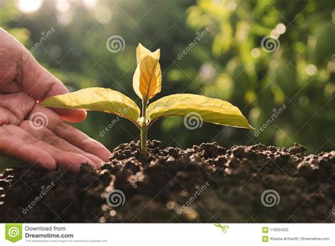 Planta Nova Verde Que Cresce No Solo No Fundo Da Natureza Foto De Stock