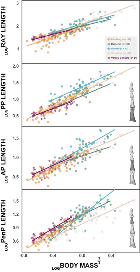 Phylogenetically Adjusted Least Squares Regressions Of Avian Ray