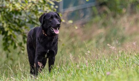 Tiere suchen ein Zuhause Hündin Wilma Hier und heute Fernsehen WDR