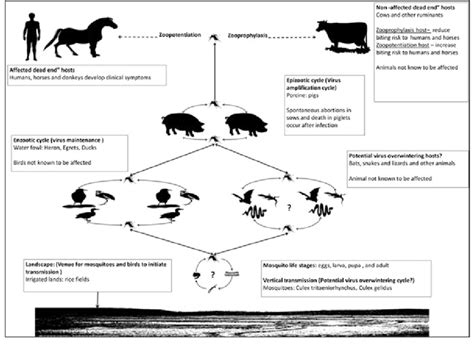 Life cycle of Japanese encephalitis virus transmission | Download Scientific Diagram