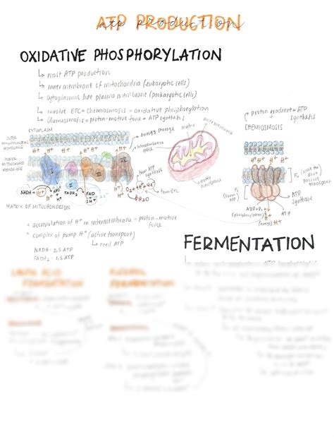 SOLUTION Cellular Respiration II Studypool