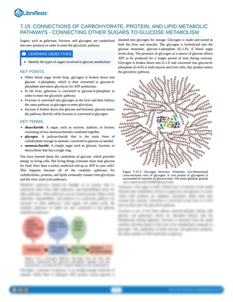 SOLUTION Connections Of Carbohydrate Protein And Lipid Metabolic