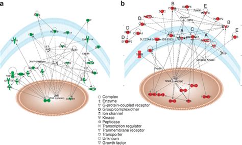 Graphical Representation Of The Top Score Networks Identified By Ipa Download Scientific