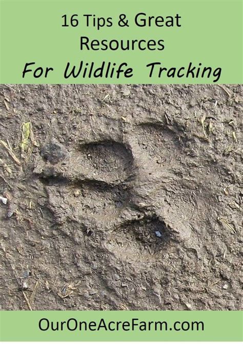 How To Get Started Tracking Animals 16 Tips And Resources