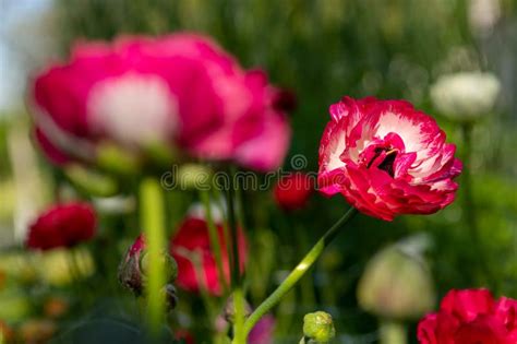 Ranunculus Background Beautiful Pink Single Persian Buttercups