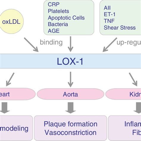 Role Of Lectin Like Oxidized Low Density Lipoprotein Ldl Receptor 1