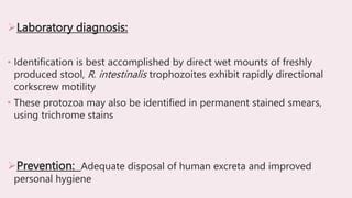 Intestinal Flagellates Parasitology Pt Pptx