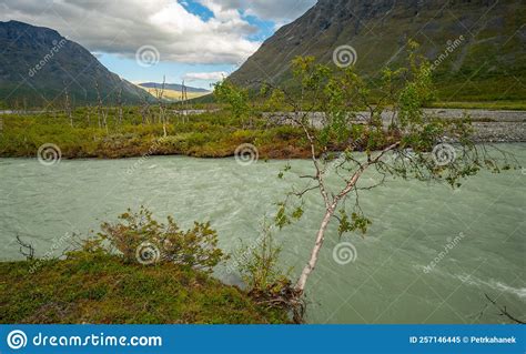 Birch Bending Under The Weight Of Frosted Branches Royalty Free Stock