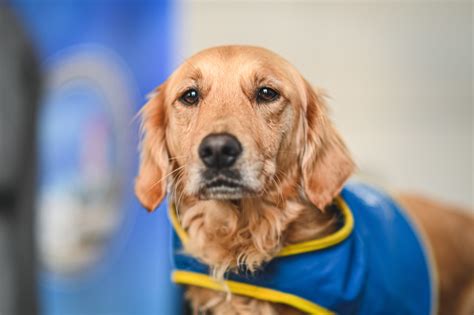 Un Chien D Assistance Judiciaire Dans Chaque D Partement Pour Le