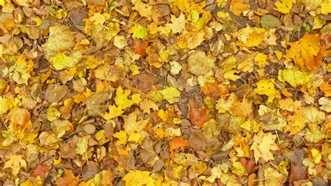 Hojas De Otoño En Marrón Y Amarillo En La Tierra Foto de archivo