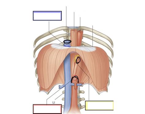 Diaphragm Openings Quiz