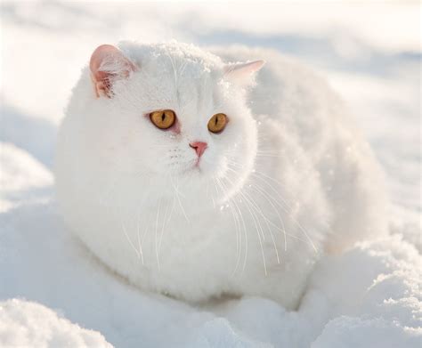 Снежная кошка - картинки и фото koshka.top