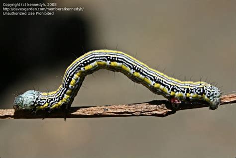 Located Victoria, Australia. Caterpillar (?) thing found at night. What ...