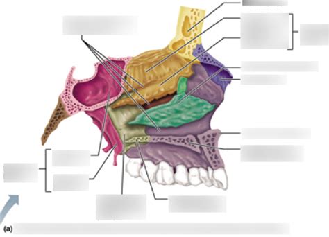 Diagram of Bones Forming Left Lateral Wall of Nasal Cavity - Septum ...