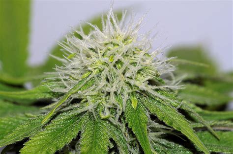 Cbd Hash Plant Feminised Bulk Cannabis Seeds Coffee Shop Seeds