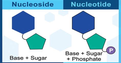 Exam Nucleotides Nucleic Acids Flashcards Quizlet