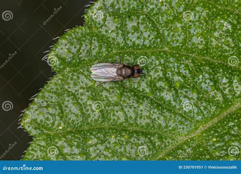 Adult Brachyceran Fly Stock Image Image Of Pest Brachycera 230701051